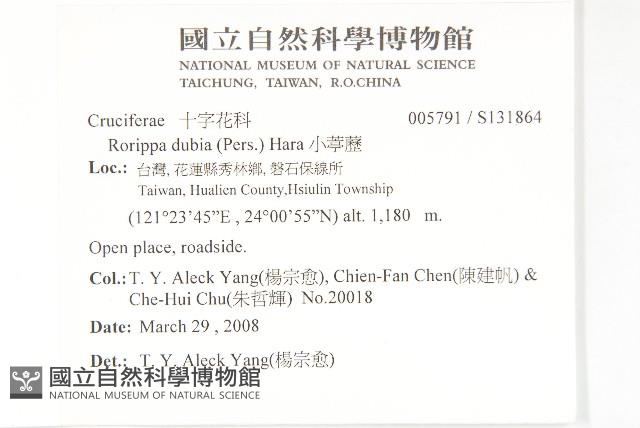 小葶藶藏品圖，第2張