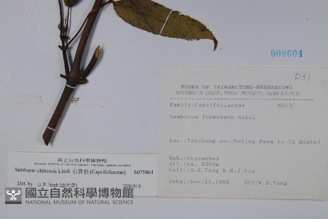 冇骨消藏品圖，第2張