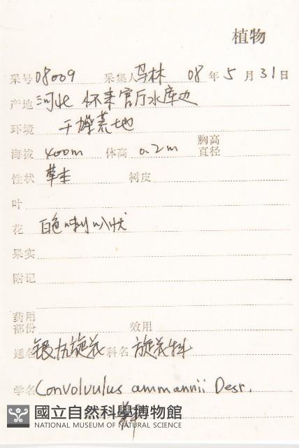 銀灰旋花藏品圖，第2張