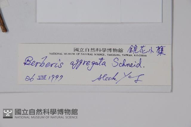 闊葉小檗藏品圖，第2張