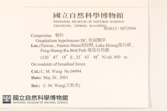 秋鼠麴草藏品圖，第2張