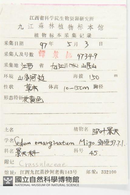 凹葉景天藏品圖，第2張