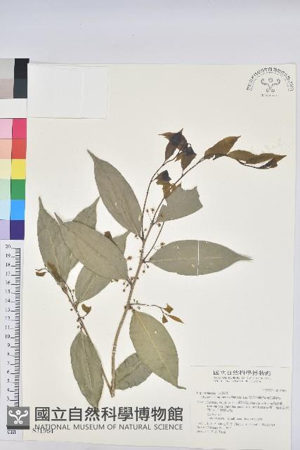 交力坪鐵色藏品圖，第1張