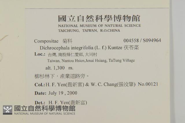 茯苓菜藏品圖，第2張