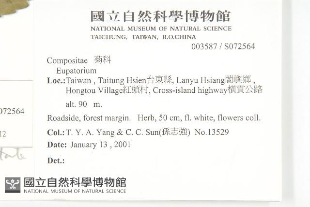 台灣澤蘭藏品圖，第2張