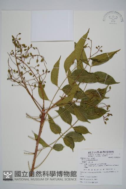 黃連木、爛心木藏品圖，第1張