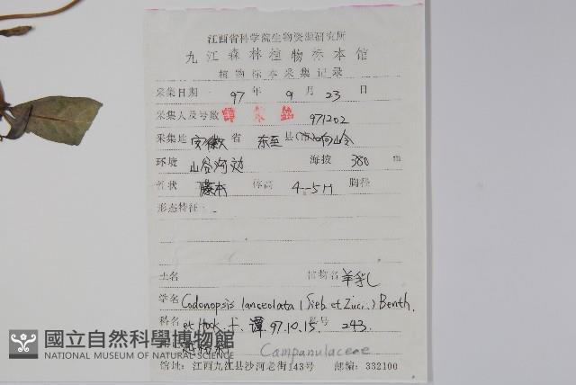 羊乳、四葉參藏品圖，第2張