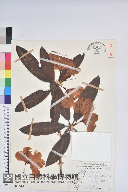 玉山杜鵑藏品圖，第1張