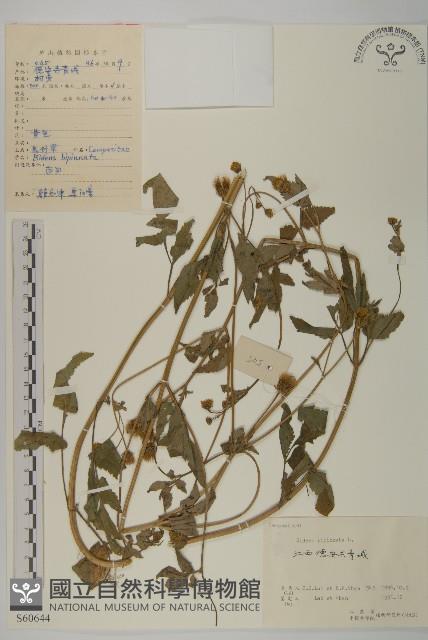 鬼針藏品圖，第1張