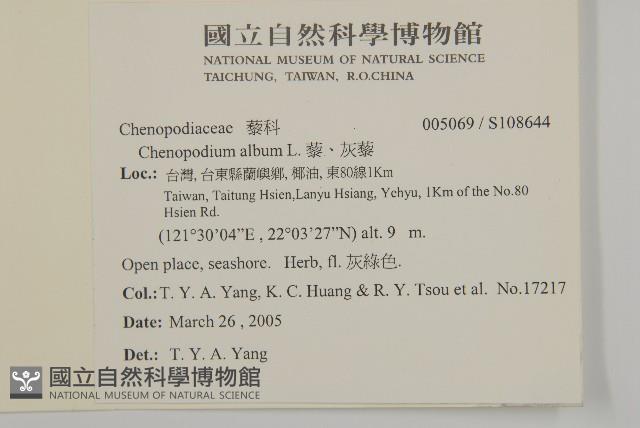 藜、灰藜藏品圖，第2張