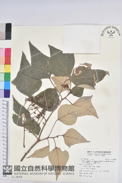 台灣白匏子藏品圖，第1張