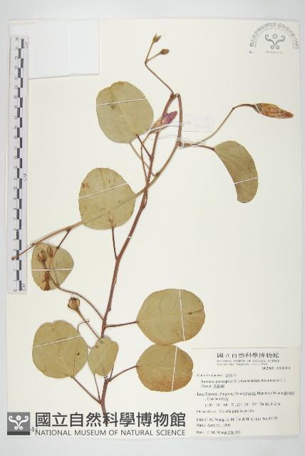 馬鞍藤藏品圖，第1張