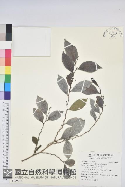 細葉饅頭果藏品圖，第1張