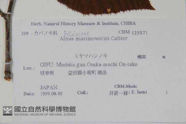 高地赤楊藏品圖，第2張