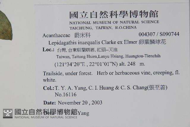 卵葉鱗球花藏品圖，第5張