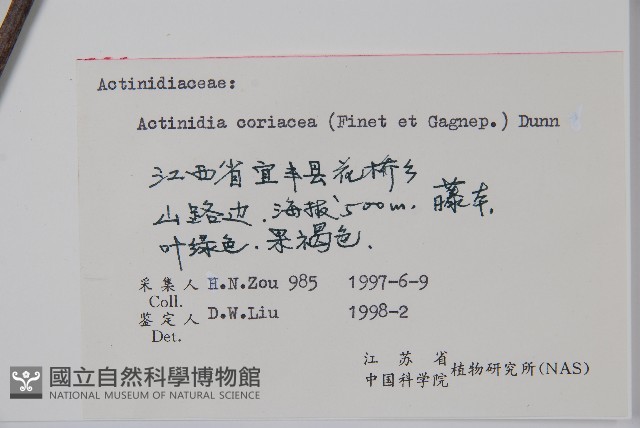 革葉獼猴桃藏品圖，第2張