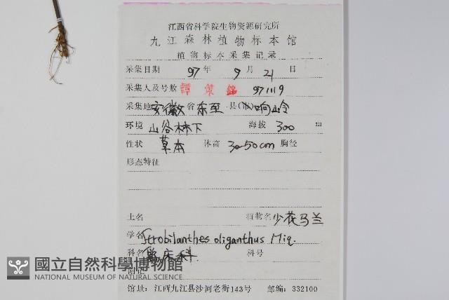 少花馬藍藏品圖，第2張