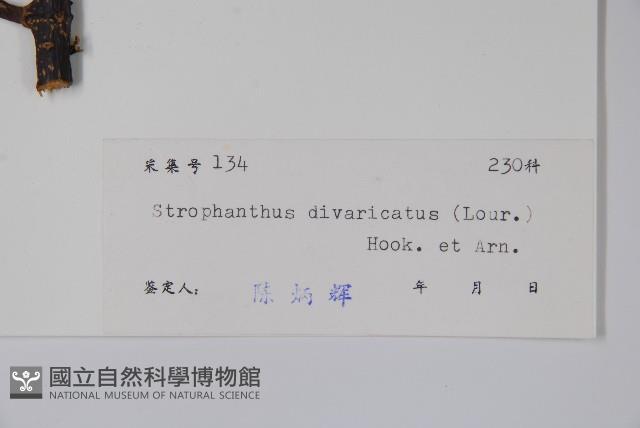 羊角扭藏品圖，第2張