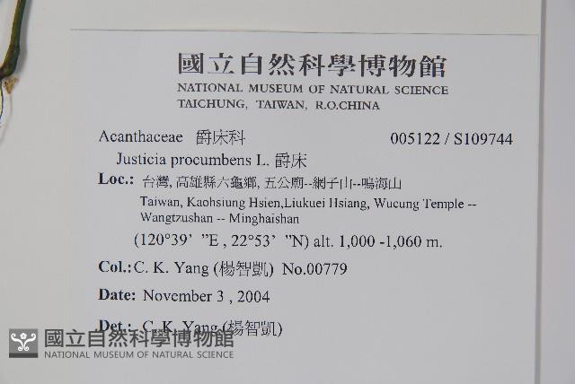 爵床藏品圖，第2張