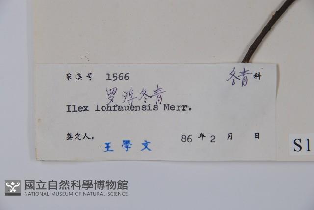 羅浮冬青、矮冬青藏品圖，第2張