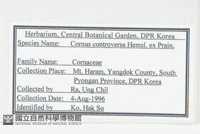 燈臺樹藏品圖，第2張