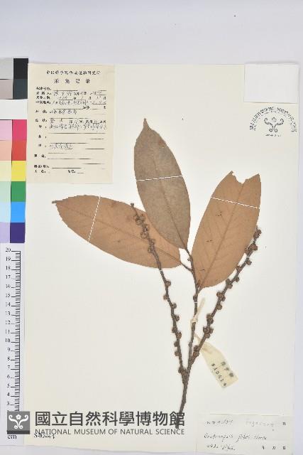 星刺栲、羅浮錐藏品圖，第1張