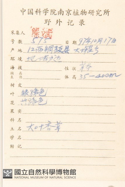 多莖鼠麴草藏品圖，第2張