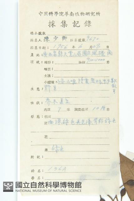 俄氏虎皮楠、蘭嶼虎皮楠、虎皮楠藏品圖，第2張