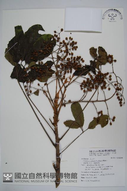 鵝掌柴、江某、鴨腳樹藏品圖，第1張