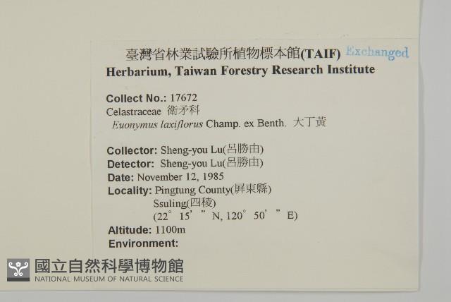 大丁黃藏品圖，第2張