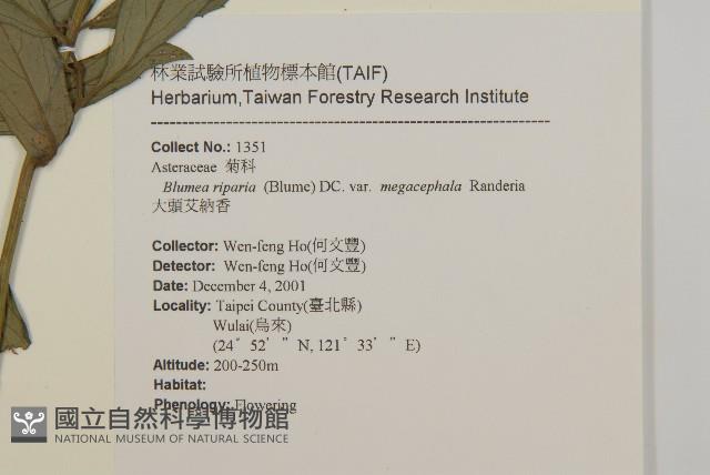 大頭艾納香藏品圖，第2張