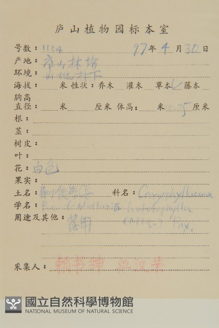 孩兒參藏品圖，第2張