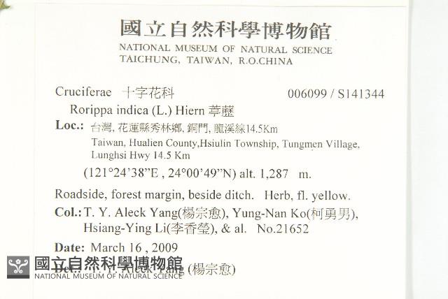 葶藶藏品圖，第2張