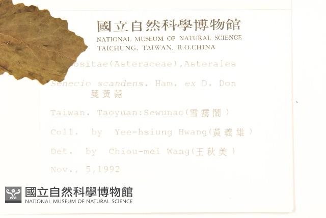 蔓黃菀藏品圖，第2張