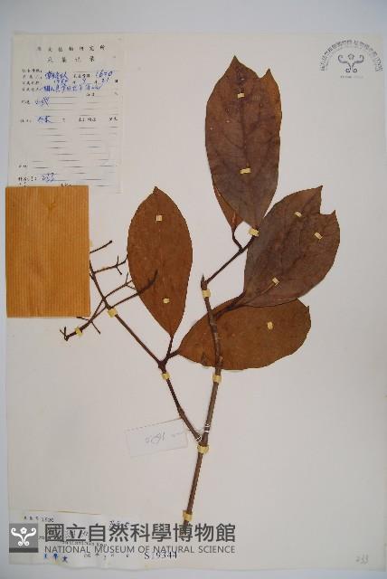 珊瑚樹藏品圖，第1張