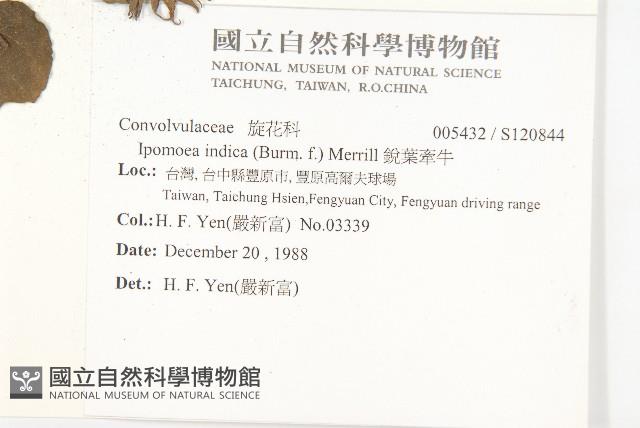 銳葉牽牛藏品圖，第2張