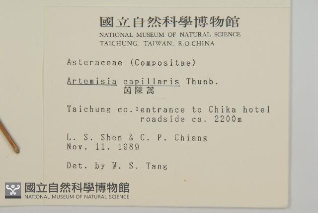 茵蔯蒿藏品圖，第2張