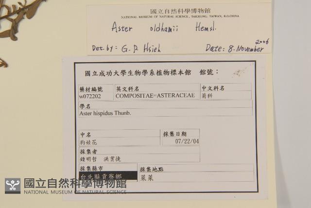 臺灣狗娃花藏品圖，第2張