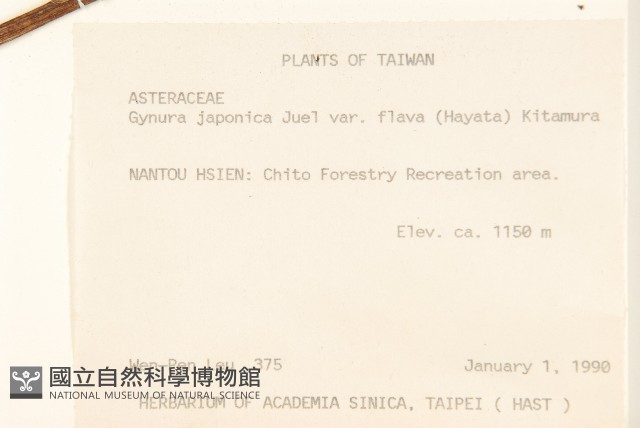 黃花三七草藏品圖，第2張