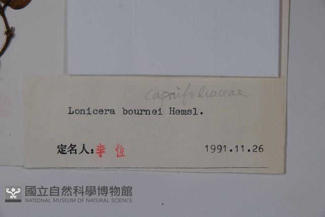 西南忍冬藏品圖，第2張