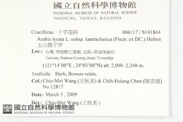 玉山筷子芥藏品圖，第2張