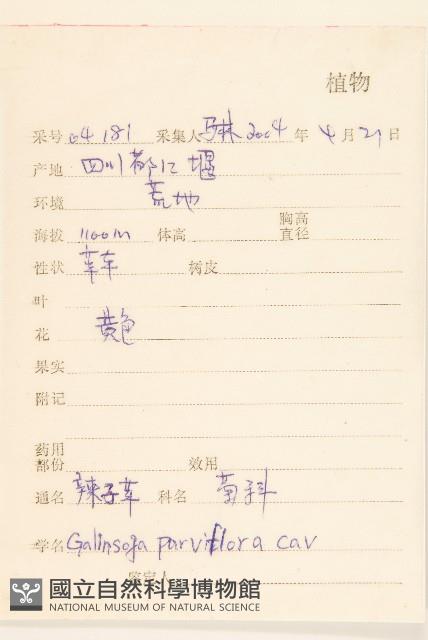 小米菊藏品圖，第2張