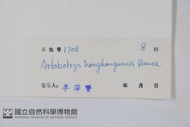 狹瓣鷹爪花藏品圖，第2張