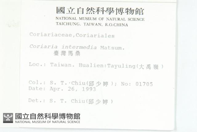 臺灣馬桑藏品圖，第2張