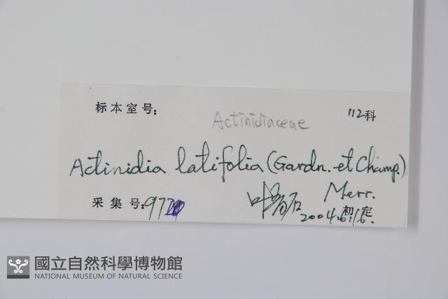 闊葉獼猴桃藏品圖，第2張