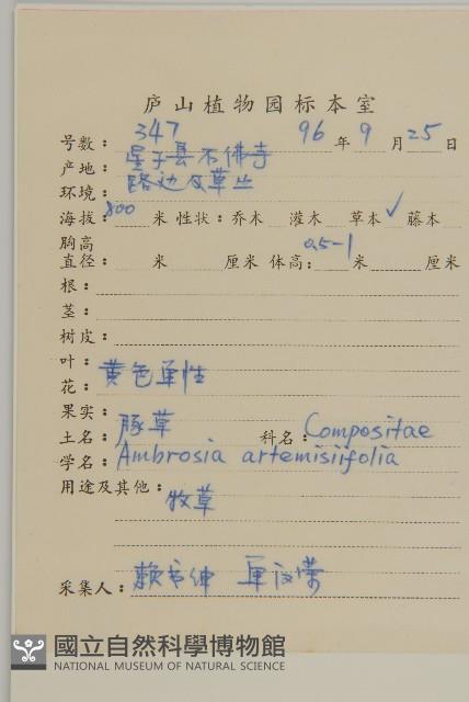 豬草、瘤果菊藏品圖，第2張