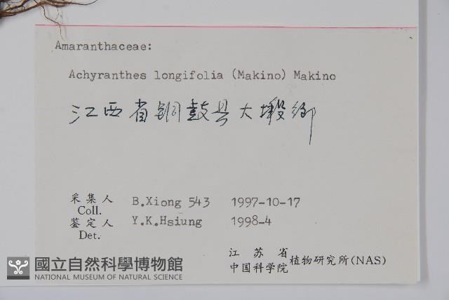 柳葉牛膝藏品圖，第2張