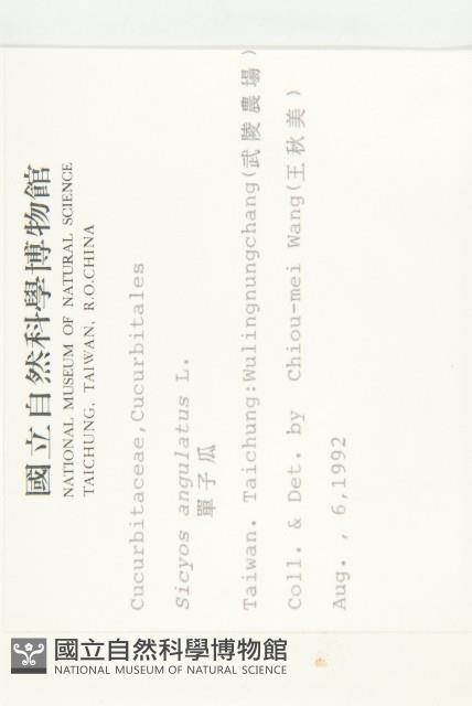 單子瓜、星瓜、刺果瓜藏品圖，第2張