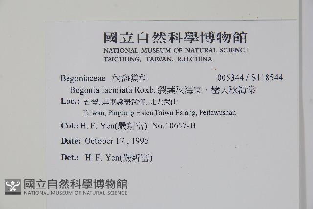 裂葉秋海棠、巒大秋海棠藏品圖，第2張