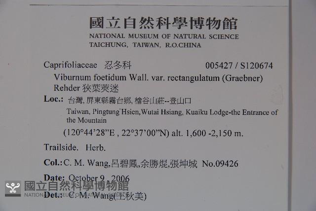 狹葉莢迷藏品圖，第2張